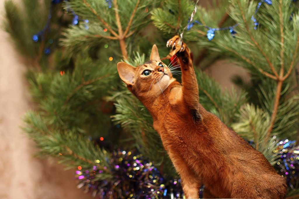 Christmas-Tree-Care