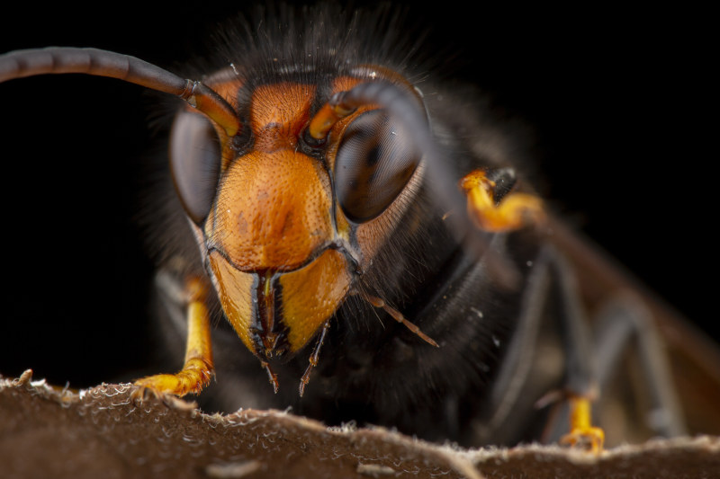 Invasion of the Giant Asian Hornet – Will they damage your trees?