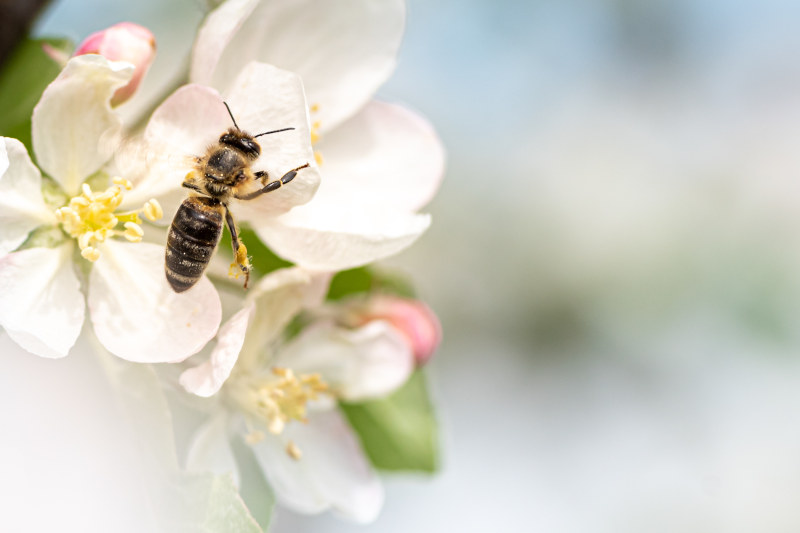 Bees and Trees – The Crucial Link