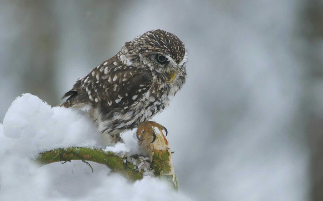 featuredimage-Birds-of-a-Winter-Forest