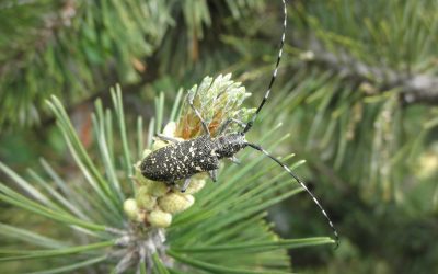 Managing Invasive Tree Pests