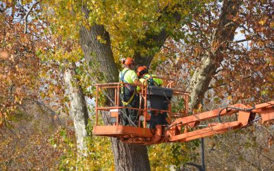 Professional Tree Falling Services