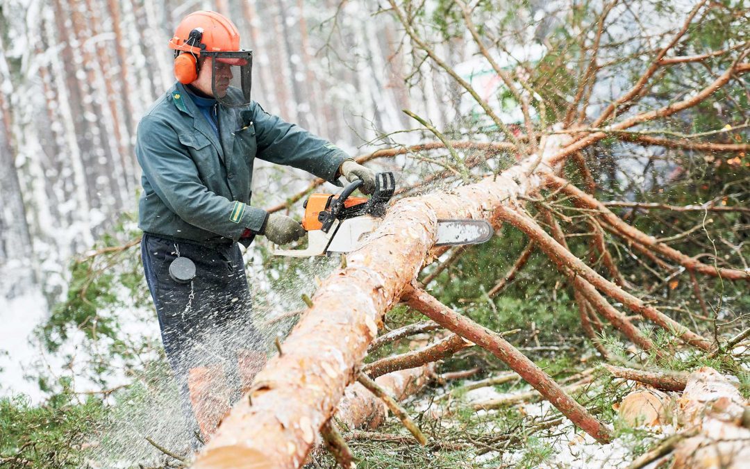 When to Remove Dangerous Trees