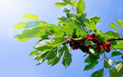 Your Guide to Cherry Trees