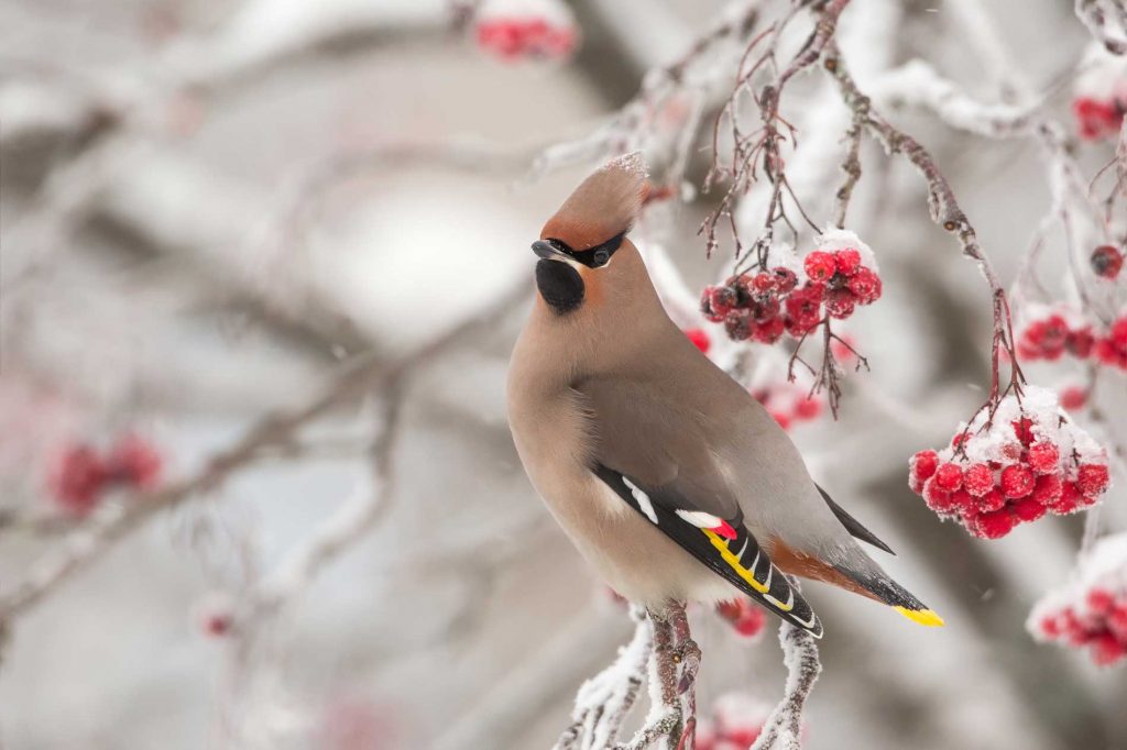 gorgeous-winter-birds-are-Bohemian-waxwings