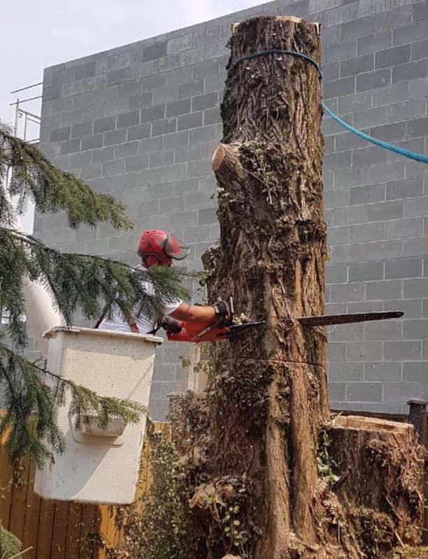 Tree Services and Landscaping in Kamloops