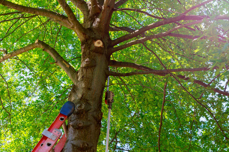 We Offer a Full Range of Tree Services- including Tree Pruning, Small Bush Shaping & Hedge Trimming