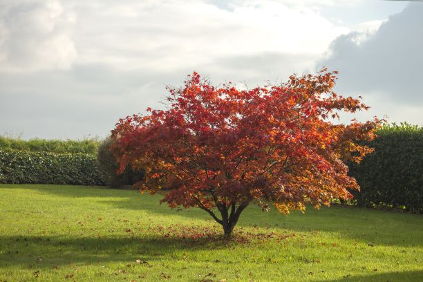 Backyard Ornamentals – Maple Trees