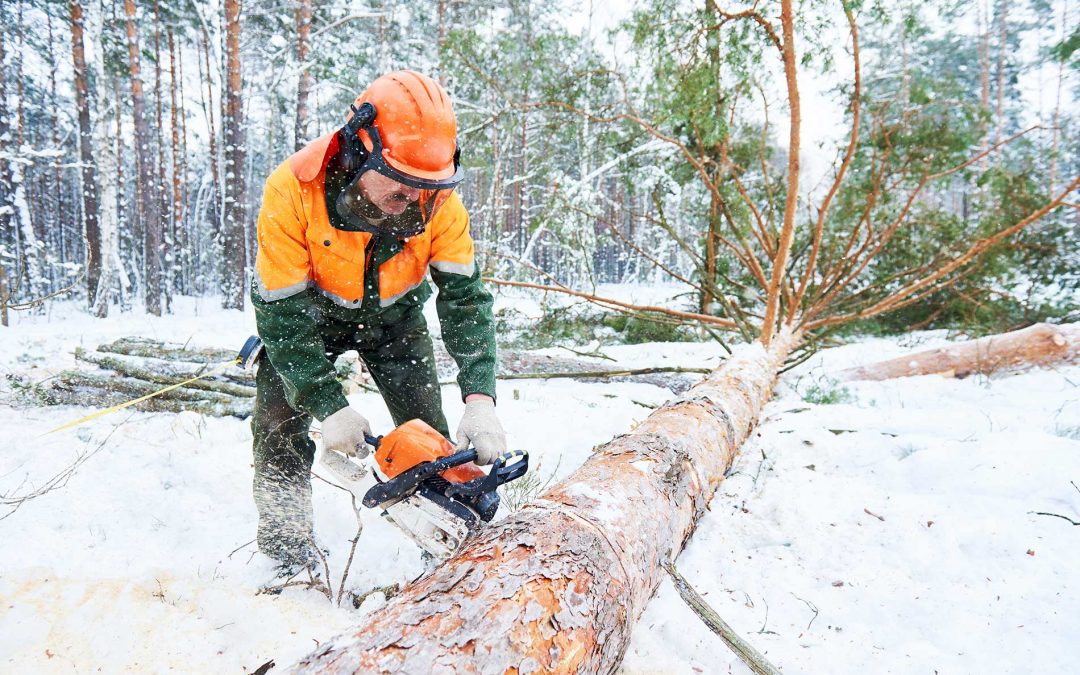 featureImage-Clearing-Trees
