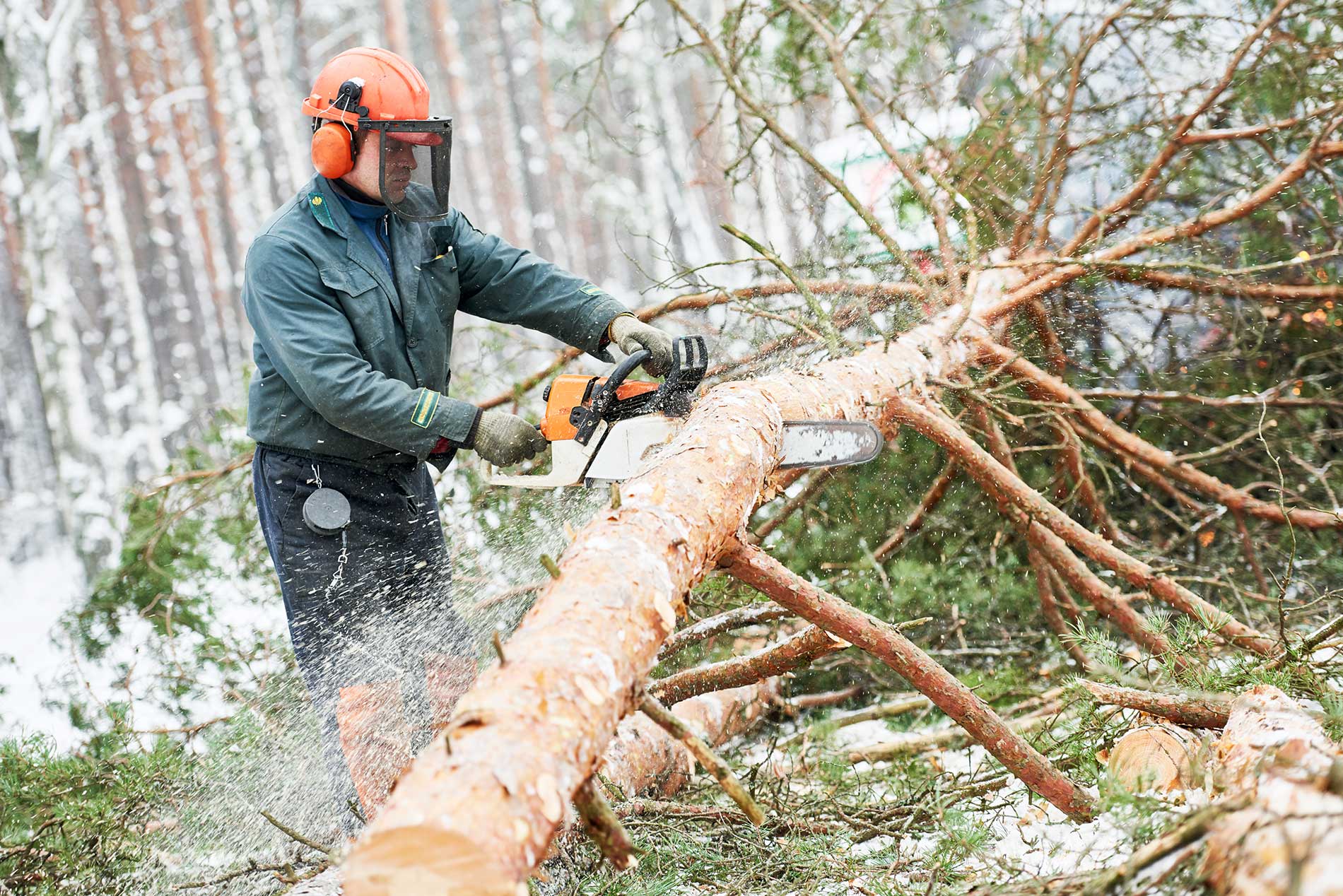 When to Remove Dangerous Trees - Twin Rivers Tree Service & Landscaping