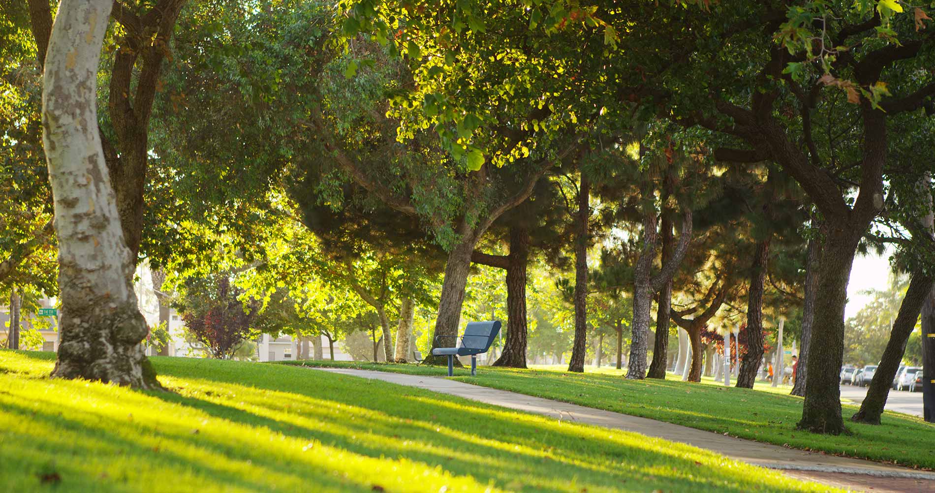 Health-Benefits-of-Urban-Trees-twinriverstreeservice