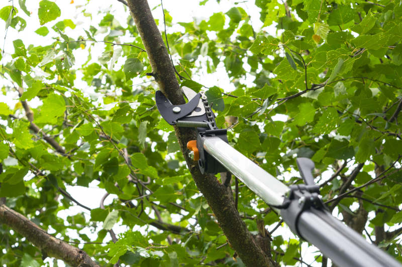 Fruit Tree Pruning for Higher Yields