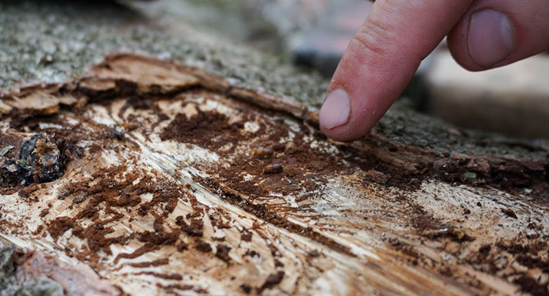 Bark Beetles Can Kill Trees