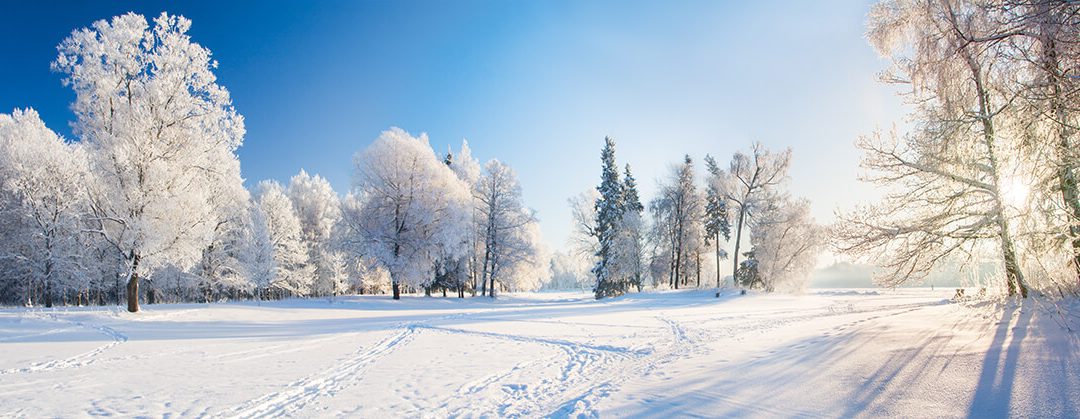 How do trees survive in the winter?