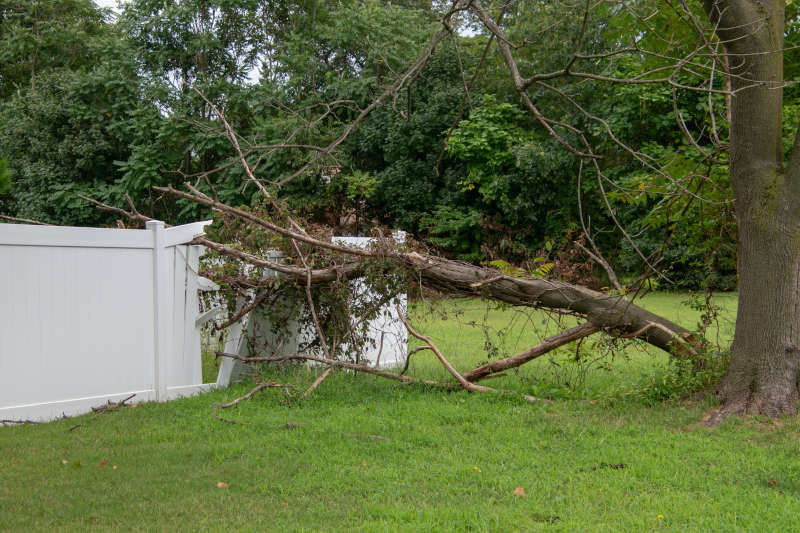 TREE PRUNING