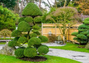 Hedge Trimming & Shaping