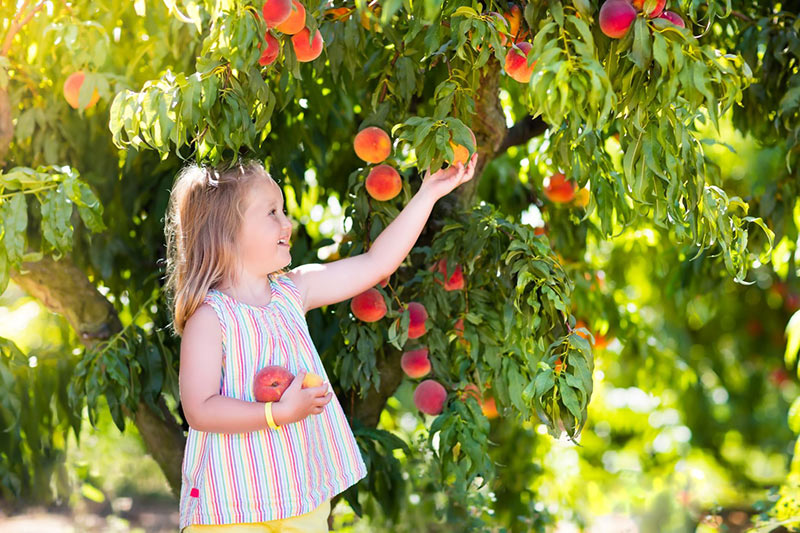All About Peach Trees