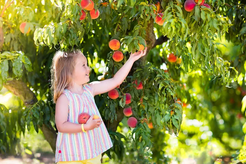 All About Peach Trees