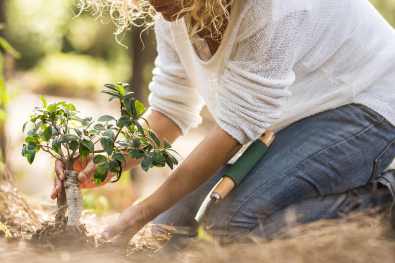 Summer Landscaping Tips